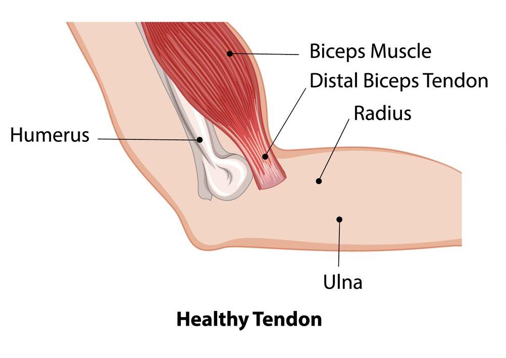 muscle et tendon
