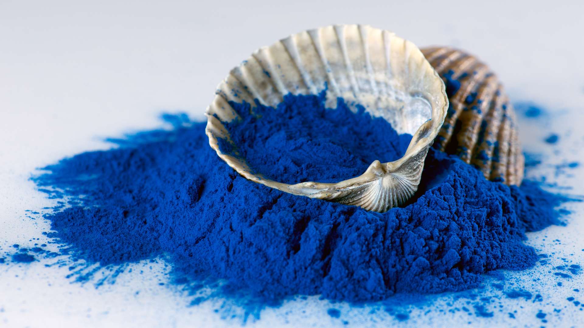 Coquillages posés sur de la phycocyanine bleue