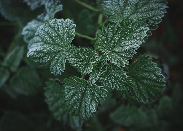 Feuilles d'orties
