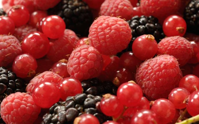 Mûres, groseilles et framboises en gros plan