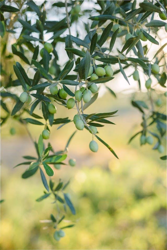 Branche d'olivier avec des olives