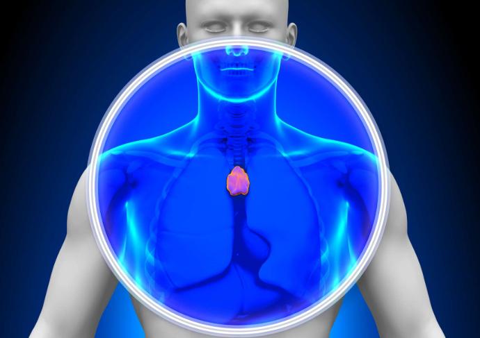 Vue 3D thymus rose