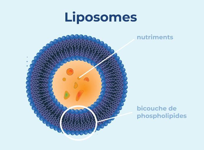 LIPOSOME